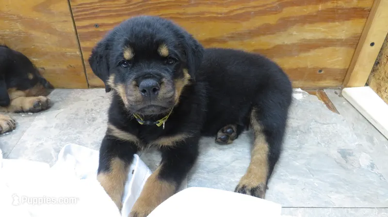 Yellow Girl  – Rottweiler puppy for sale in Livonia, MI