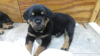 Yellow Girl , a female Rottweiler for sale in Livonia, MI – 1 of 2