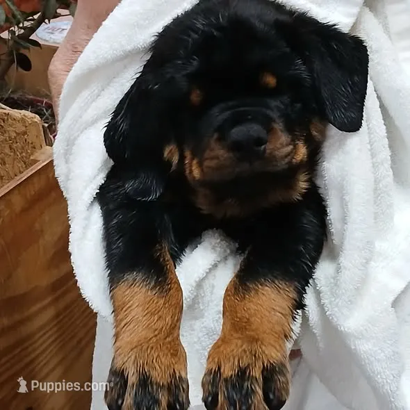 Yellow Girl  – Rottweiler puppy for sale in Livonia, MI