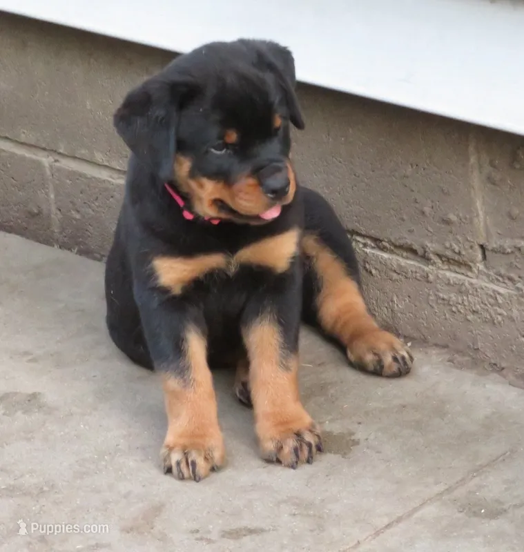 Pink Girl  – Rottweiler puppy for sale in Livonia, MI