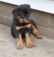 Pink Girl , a female Rottweiler for sale in Livonia, MI – 1 of 4