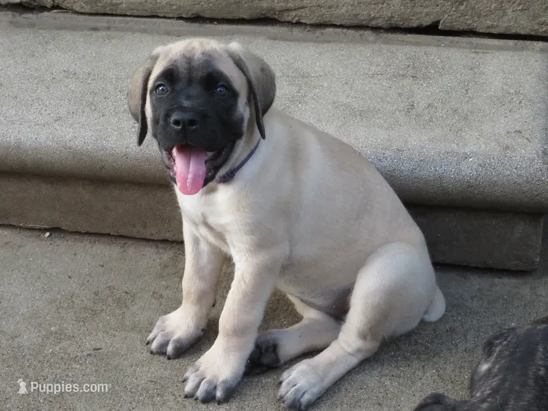 Fawn Light Purple Girl  – Cane Corso, English Mastiff puppy for sale in Livonia, MI