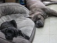 Tommy, a male Cane Corso and English Mastiff for sale in Livonia, MI – 2 of 4