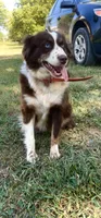 Ruby, a female Miniature Australian Shepherd for sale in Willard, MO – Photo 4 of 4