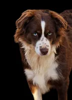 Ruby, a female Miniature Australian Shepherd for sale in Willard, MO – Photo 1 of 4