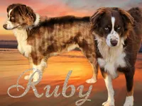Ruby, a female Miniature Australian Shepherd for sale in Willard, MO – Photo 2 of 4