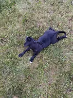 Black Betty , a female Cane Corso for sale in Allentown, PA – 4 of 6