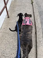 Vera, a female Cane Corso for sale in Allentown, PA – 2 of 5