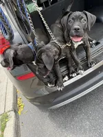 Vera, a female Cane Corso for sale in Allentown, PA – 4 of 5
