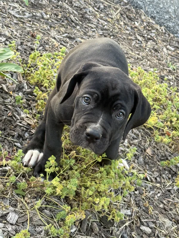 Black Betty  – Cane Corso puppy for sale in Allentown, PA