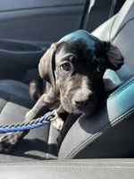 Alexander, a male Cane Corso for sale in Allentown, PA – 3 of 6