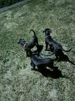 Black Betty , a female Cane Corso for sale in Allentown, PA – 5 of 6