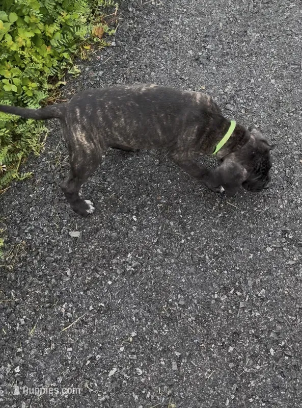 Vera – Cane Corso puppy for sale in Allentown, PA