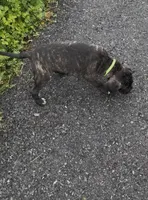 Vera, a female Cane Corso for sale in Allentown, PA – 1 of 5