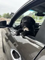 Black Betty , a female Cane Corso for sale in Allentown, PA – 2 of 6