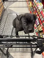 Alexander, a male Cane Corso for sale in Allentown, PA – 2 of 6
