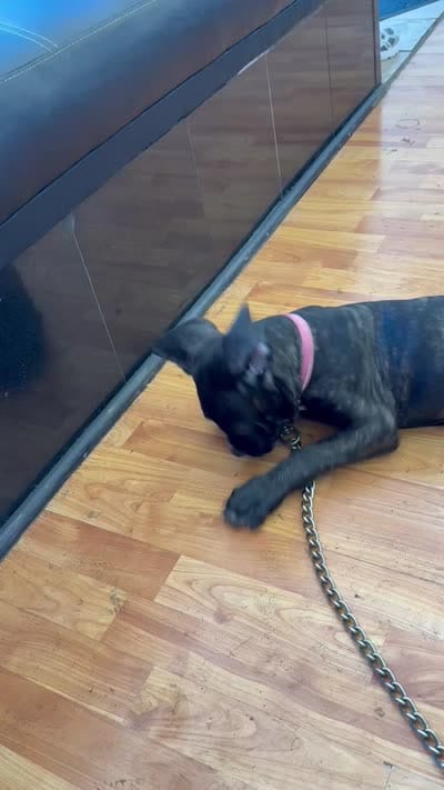 Vera, a female Cane Corso for sale in Allentown, PA – 5 of 5