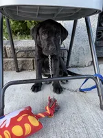 Alexander, a male Cane Corso for sale in Allentown, PA – 4 of 6
