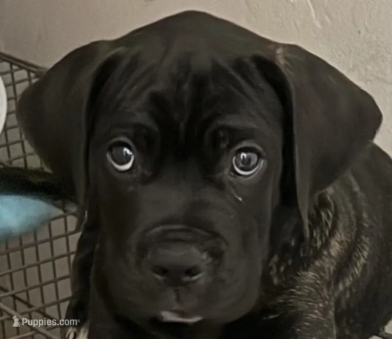 Alexander – Cane Corso puppy for sale in Allentown, PA