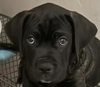 Alexander, a male Cane Corso for sale in Allentown, PA – 1 of 6