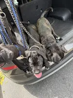 Alexander, a male Cane Corso for sale in Allentown, PA – 5 of 6