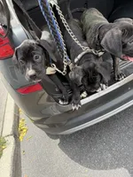 Black Betty , a female Cane Corso for sale in Allentown, PA – 6 of 6