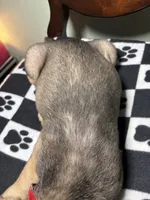 Colossus , a male Cane Corso and Golden Retriever for sale in Chesapeake, VA – 2 of 3