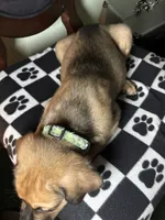 Titan, a male Cane Corso and Golden Retriever for sale in Chesapeake, VA – 2 of 3