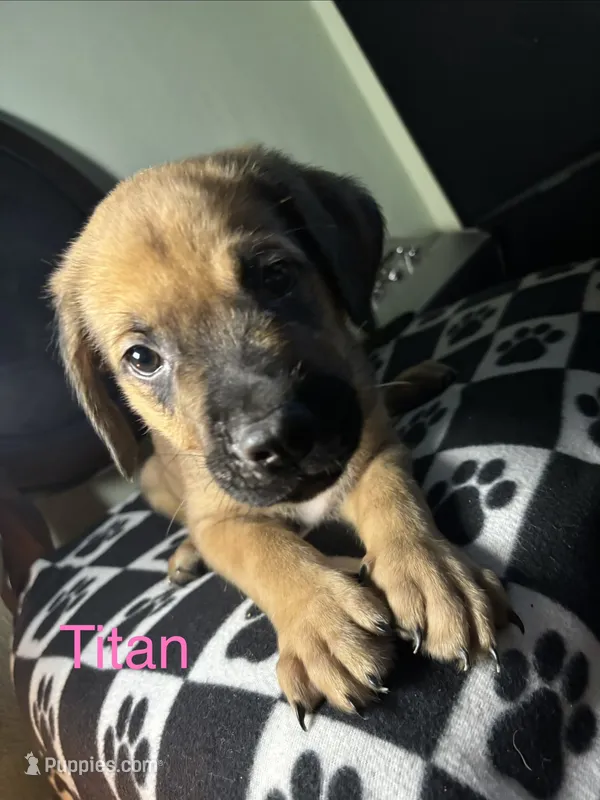 Titan – Cane Corso, Golden Retriever puppy for sale in Chesapeake, VA