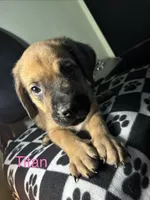 Titan, a male Cane Corso and Golden Retriever for sale in Chesapeake, VA – 1 of 3