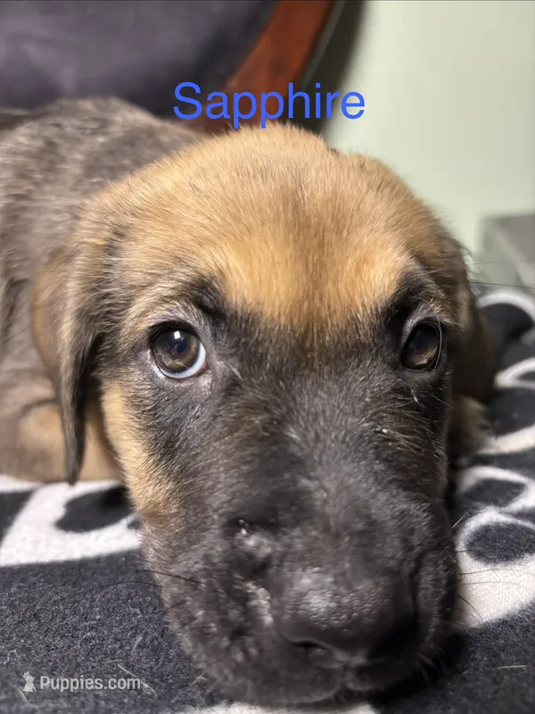 Sapphire  – Cane Corso, Golden Retriever puppy for sale in Chesapeake, VA