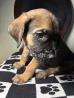 Zues, a male Cane Corso and Golden Retriever for sale in Chesapeake, VA – 3 of 3