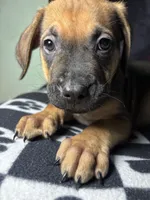 Onyx, a female Cane Corso and Golden Retriever for sale in Chesapeake, VA – 3 of 3