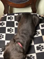 Aurora , a female Cane Corso and Golden Retriever for sale in Chesapeake, VA – 2 of 3