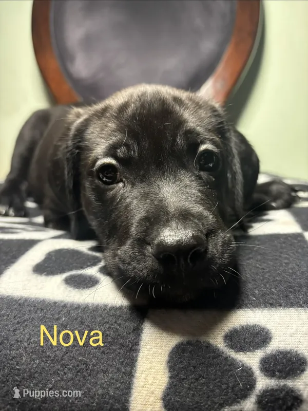 Nova – Cane Corso, Golden Retriever puppy for sale in Chesapeake, VA