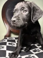 Padme, a female Cane Corso and Golden Retriever for sale in Chesapeake, VA – 3 of 4