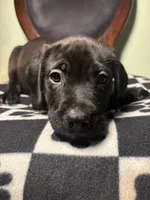 Nova, a female Cane Corso and Golden Retriever for sale in Chesapeake, VA – 2 of 4