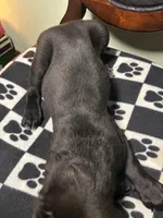 Nova, a female Cane Corso and Golden Retriever for sale in Chesapeake, VA – 4 of 4