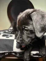Padme, a female Cane Corso and Golden Retriever for sale in Chesapeake, VA – 4 of 4