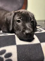 Nova, a female Cane Corso and Golden Retriever for sale in Chesapeake, VA – 3 of 4