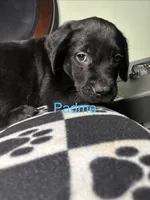 Padme, a female Cane Corso and Golden Retriever for sale in Chesapeake, VA – 1 of 4