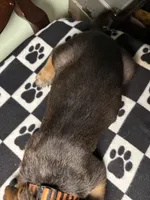 Zues, a male Cane Corso and Golden Retriever for sale in Chesapeake, VA – 2 of 3