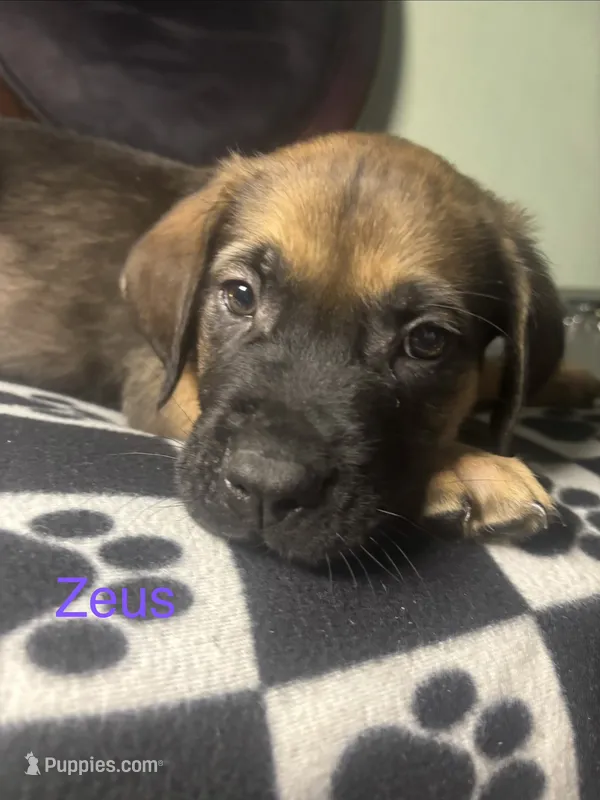 Zues – Cane Corso, Golden Retriever puppy for sale in Chesapeake, VA