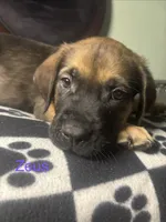 Zues, a male Cane Corso and Golden Retriever for sale in Chesapeake, VA – 1 of 3