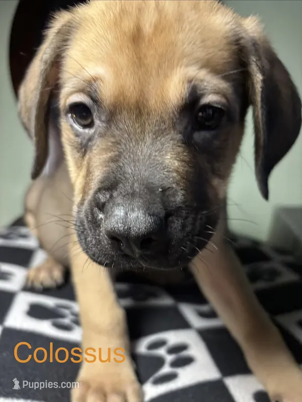 Colossus  – Cane Corso, Golden Retriever puppy for sale in Chesapeake, VA