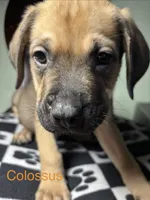 Colossus , a male Cane Corso and Golden Retriever for sale in Chesapeake, VA – 1 of 3