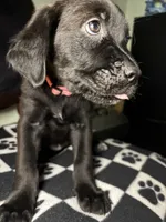 Aurora , a female Cane Corso and Golden Retriever for sale in Chesapeake, VA – 3 of 3