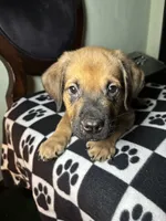 Titan, a male Cane Corso and Golden Retriever for sale in Chesapeake, VA – 3 of 3