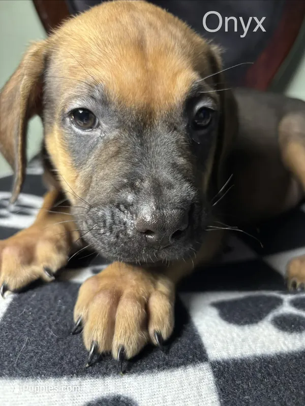 Onyx – Cane Corso, Golden Retriever puppy for sale in Chesapeake, VA