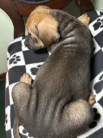 Onyx, a female Cane Corso and Golden Retriever for sale in Chesapeake, VA – 2 of 3